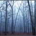 Fog in the Forest by olivetreeann