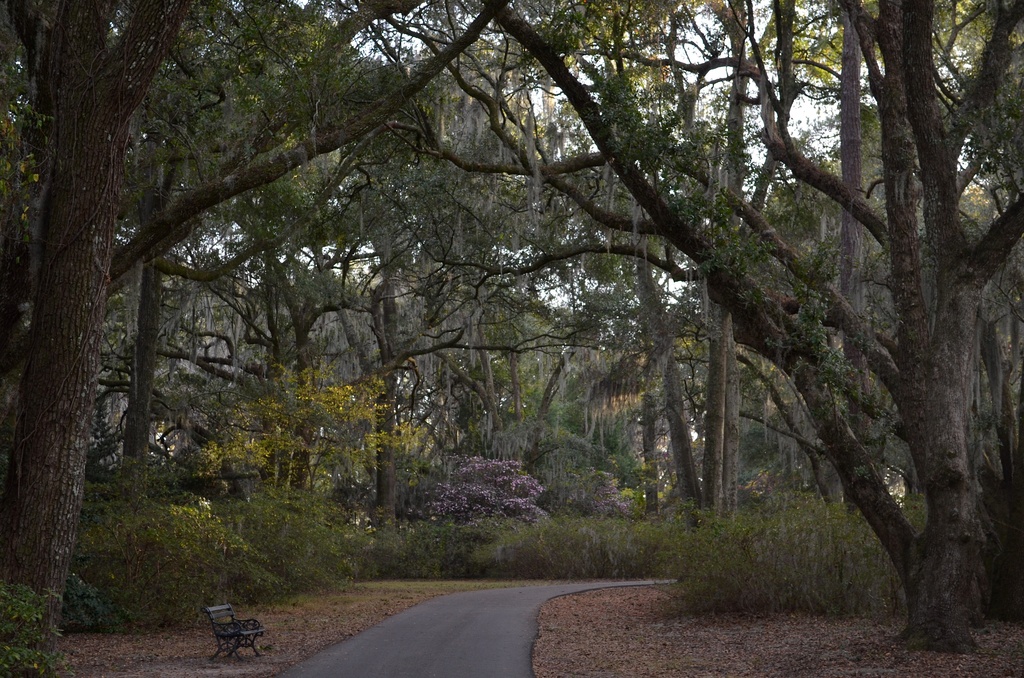 Avenue of oaks by congaree