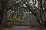 8th Dec 2012 - Avenue of oaks