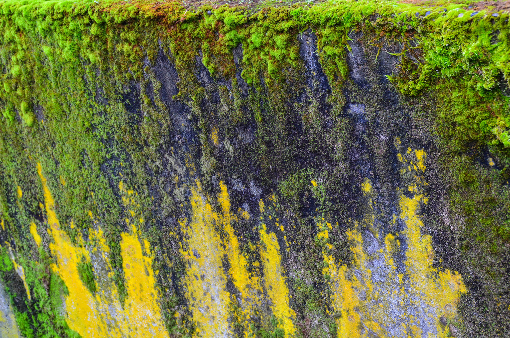 Oregon Moss by jgpittenger
