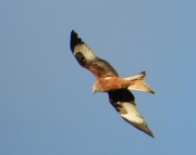 9th Dec 2012 - Red Kite