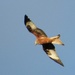 Red Kite by if1