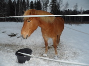9th Dec 2012 - Horsey