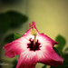 A Beautiful Flower by iamdencio