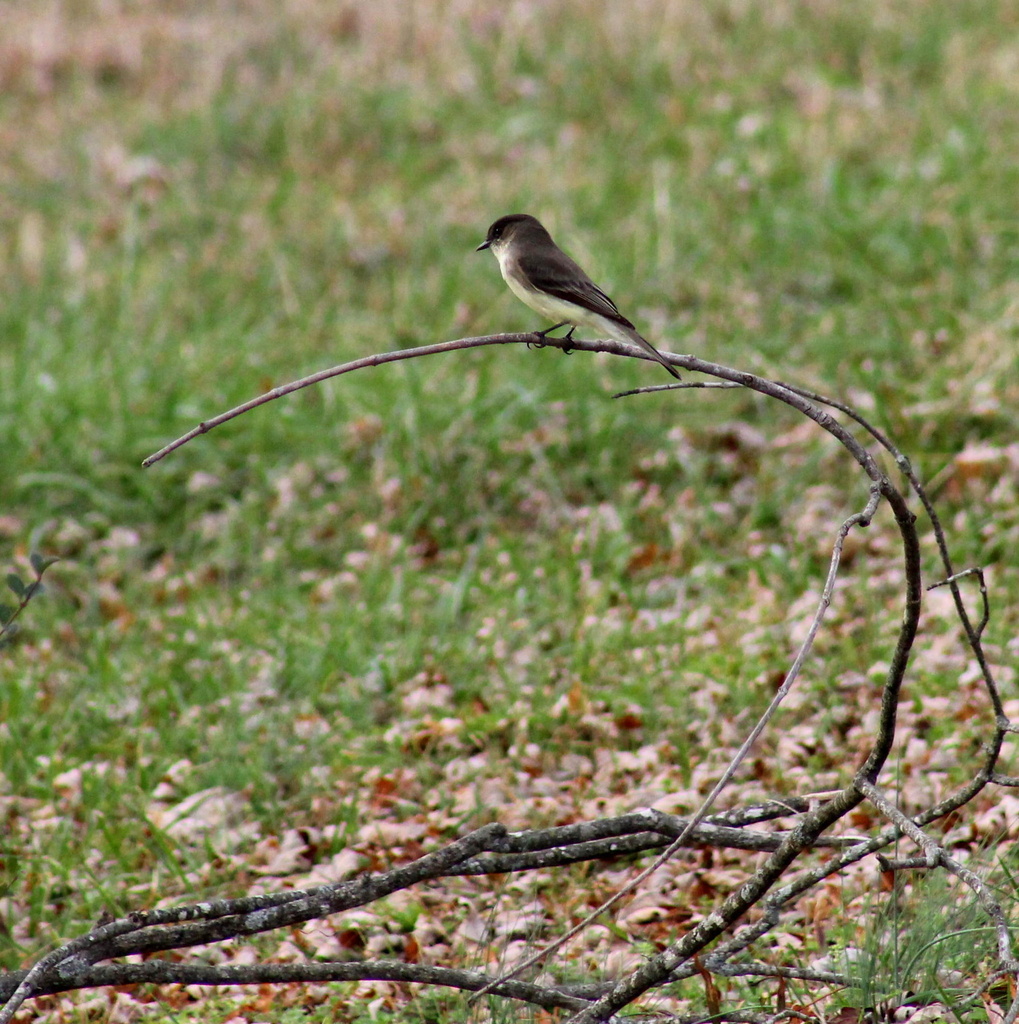 Eastern Phoebe by cjwhite