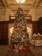 9th Dec 2012 - A tree full of sparkling lights