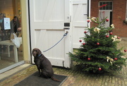 10th Dec 2012 -  festive and sombre: waiting patiently