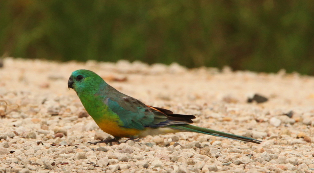 on this day .... 12 months ago .... I was on my road trip and drove from the Flinders Ranges through the Barossa Valley and spotted some lovely road side parrots  by lbmcshutter