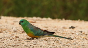 10th Dec 2012 - on this day .... 12 months ago .... I was on my road trip and drove from the Flinders Ranges through the Barossa Valley and spotted some lovely road side parrots 