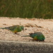 on this day .... 12 months ago .... I was on my road trip and drove from the Flinders Ranges through the Barossa Valley and spotted some lovely road side parrots - part II by lbmcshutter
