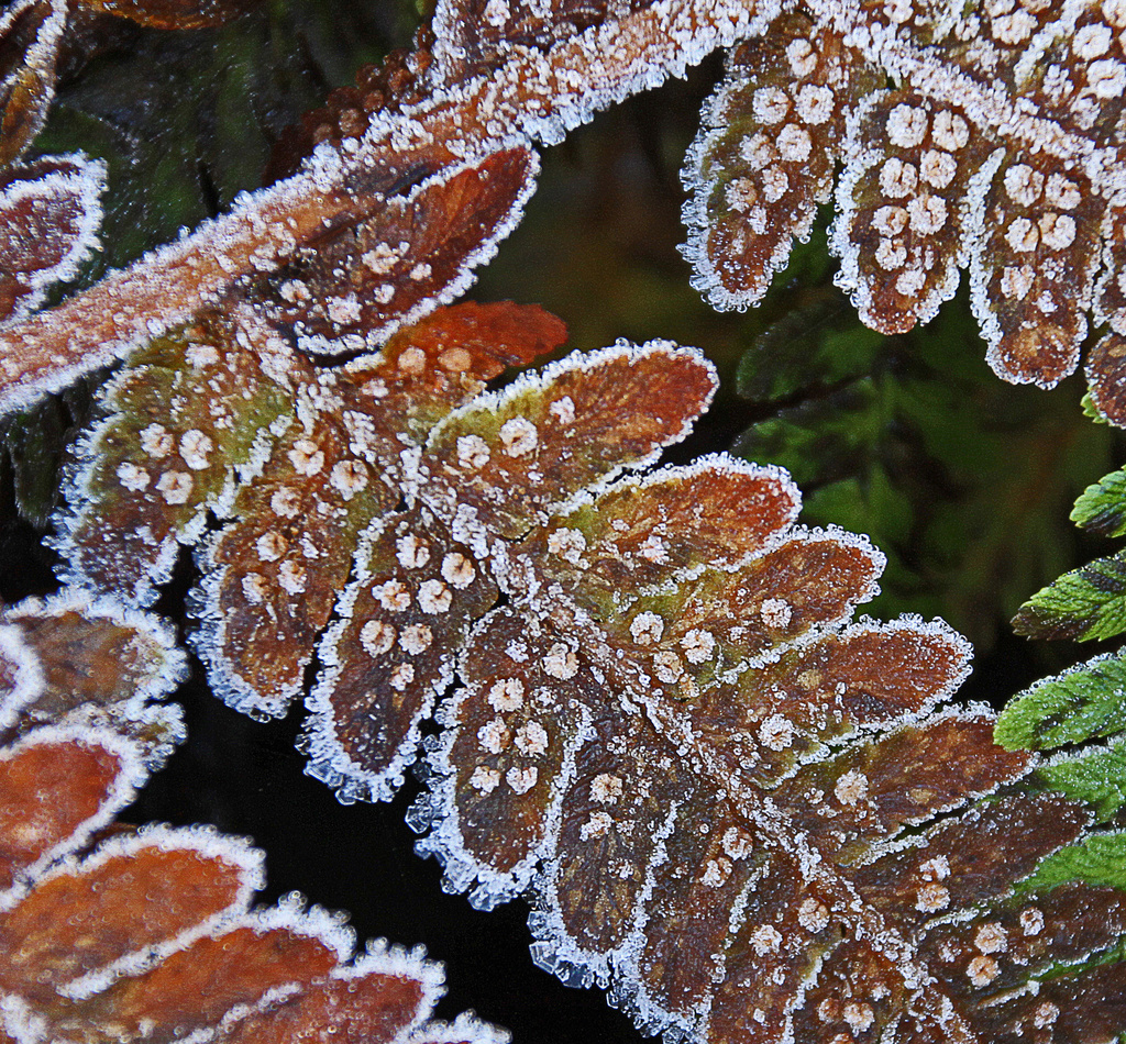 frosty fern by jantan