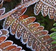 10th Dec 2012 - frosty fern