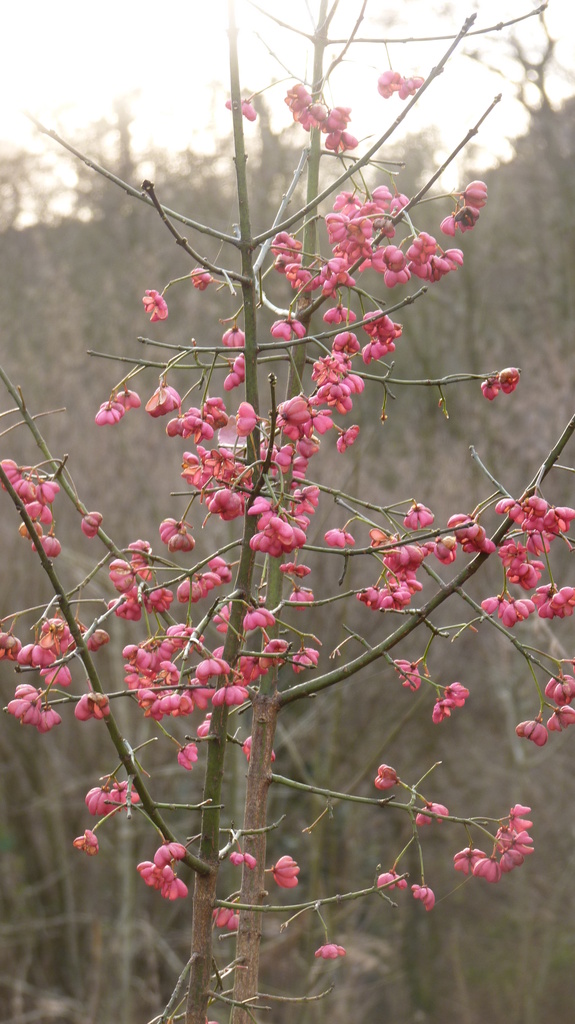 Winter berries on a winter walk by lellie