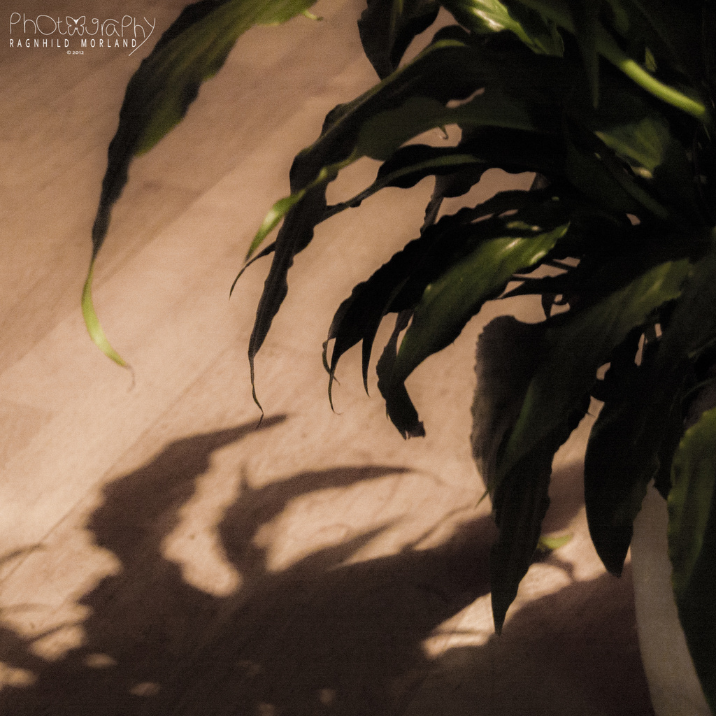 The Leaves Leave Shadows Too by ragnhildmorland