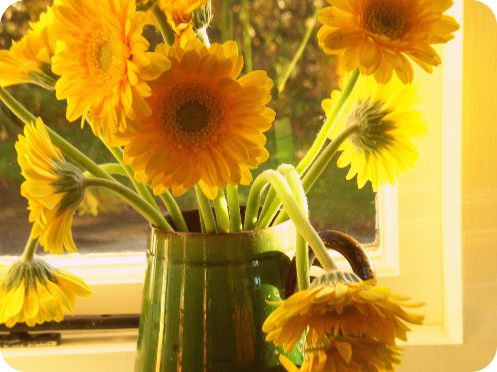 Yellow flower's in green jug. by snowy