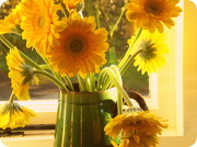 10th Dec 2012 - Yellow flower's in green jug.