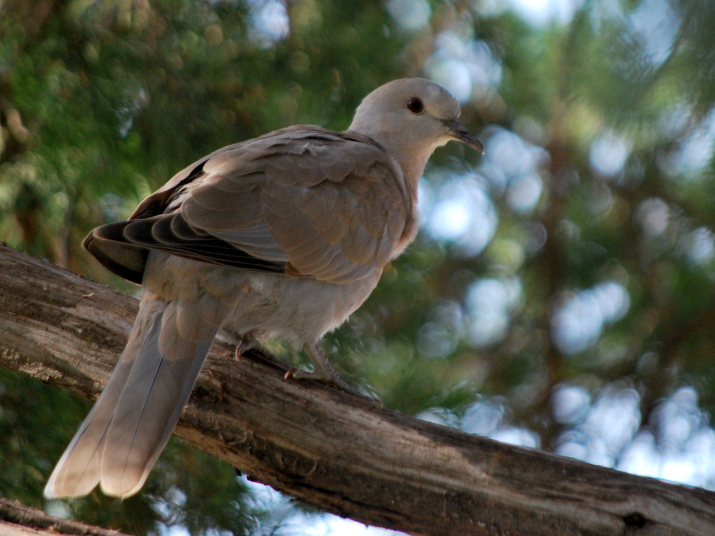 Turtle Dove by kareenking