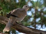 30th Sep 2012 - Turtle Dove
