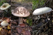 10th Dec 2012 - Fungus it is