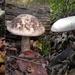 Fungus it is by pyrrhula