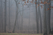 10th Dec 2012 - Backyard Fog