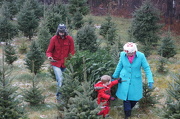 6th Dec 2012 - Getting the Tree