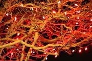 10th Dec 2012 - Neurons