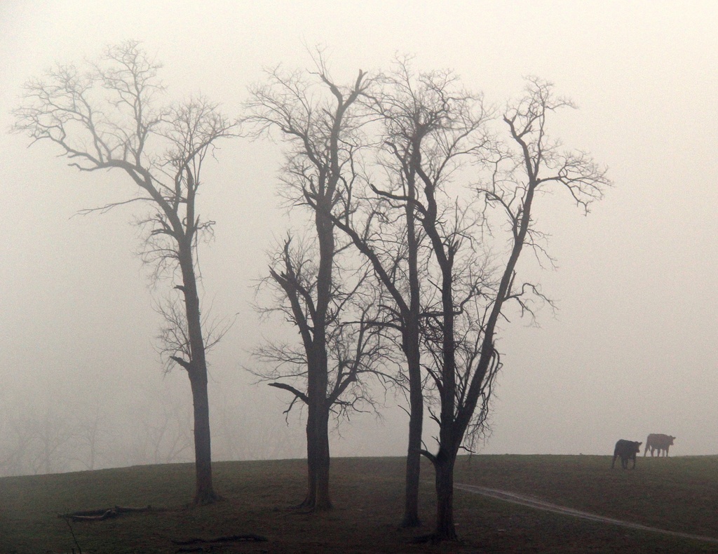 A Walk In The Mist by digitalrn