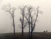 11th Dec 2012 - A Walk In The Mist