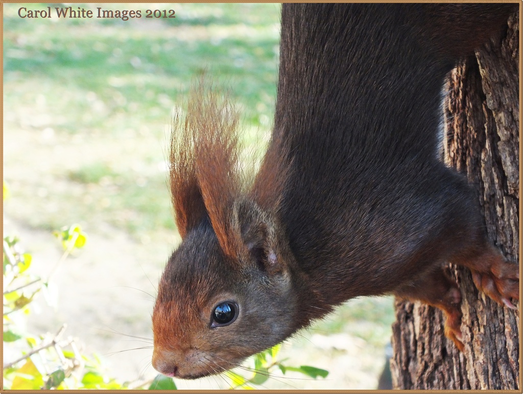 Red Squirrel by carolmw