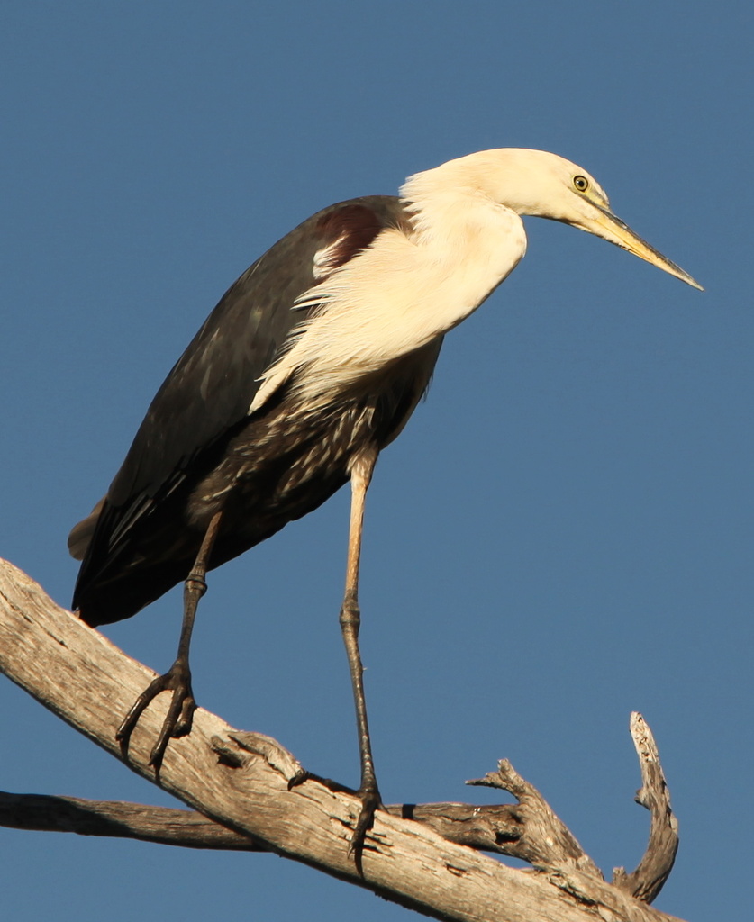 On this day ..... 12 months ago ..... I was on my road trip .... I drove from The Coorong SA through to Horsham Vic ...... White-necked Heron by lbmcshutter