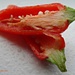 Rainbow week: RED Chili pepper. by darrenboyj