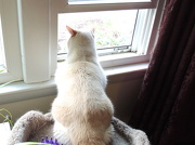 10th Dec 2012 - Looks like Oliver wants all those birdies!