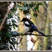 Magpie on Monday by rosiekind