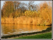 11th Dec 2012 - On golden pond