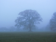 11th Dec 2012 - Misty Tree 