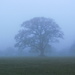 Misty Tree  by filsie65