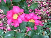 11th Dec 2012 - Sasanqua camellias