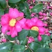 Sasanqua camellias by congaree