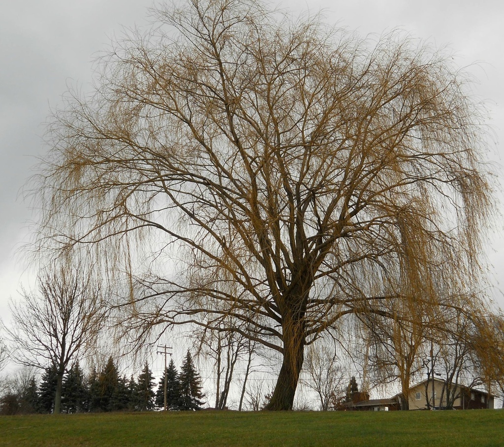 Weeping willow by mittens