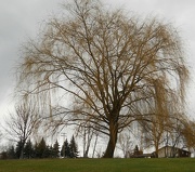 11th Dec 2012 - Weeping willow