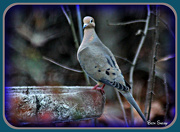1st Dec 2012 - Mourning Dove