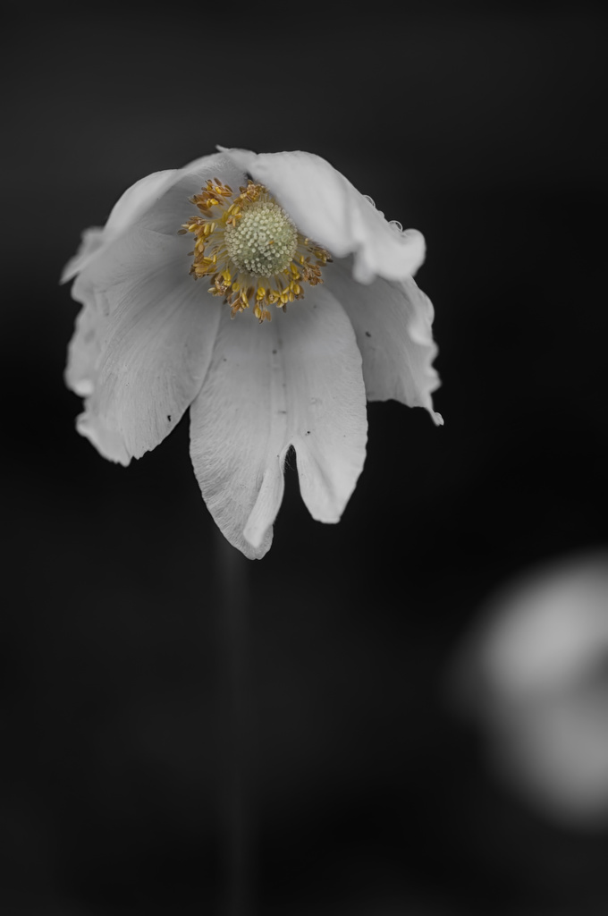 Anemone by lstasel