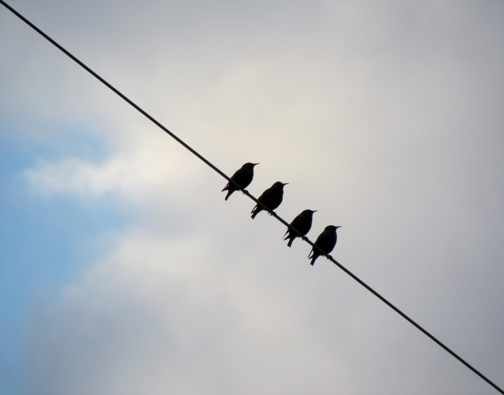 On the Wire by juletee