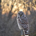 Barred Owl by kareenking