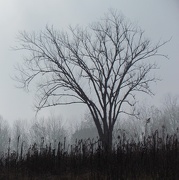 1st Dec 2012 - Tree