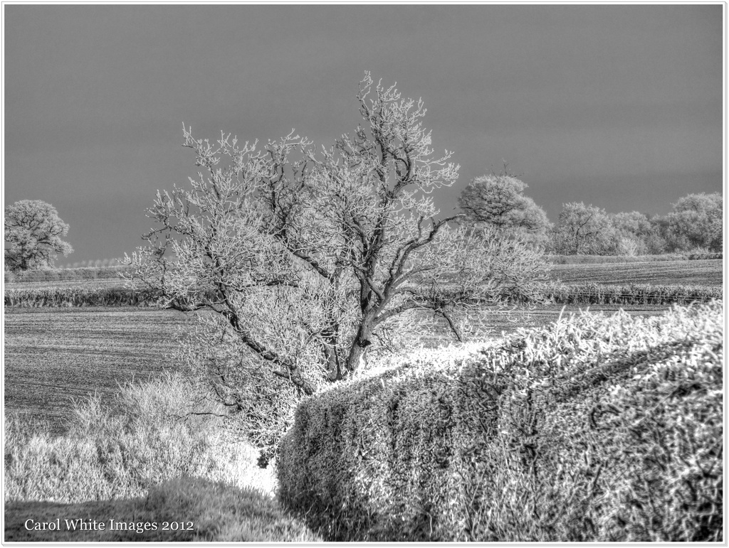 Hoar Frost in Monochrome by carolmw