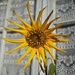French Sunflower by darrenboyj