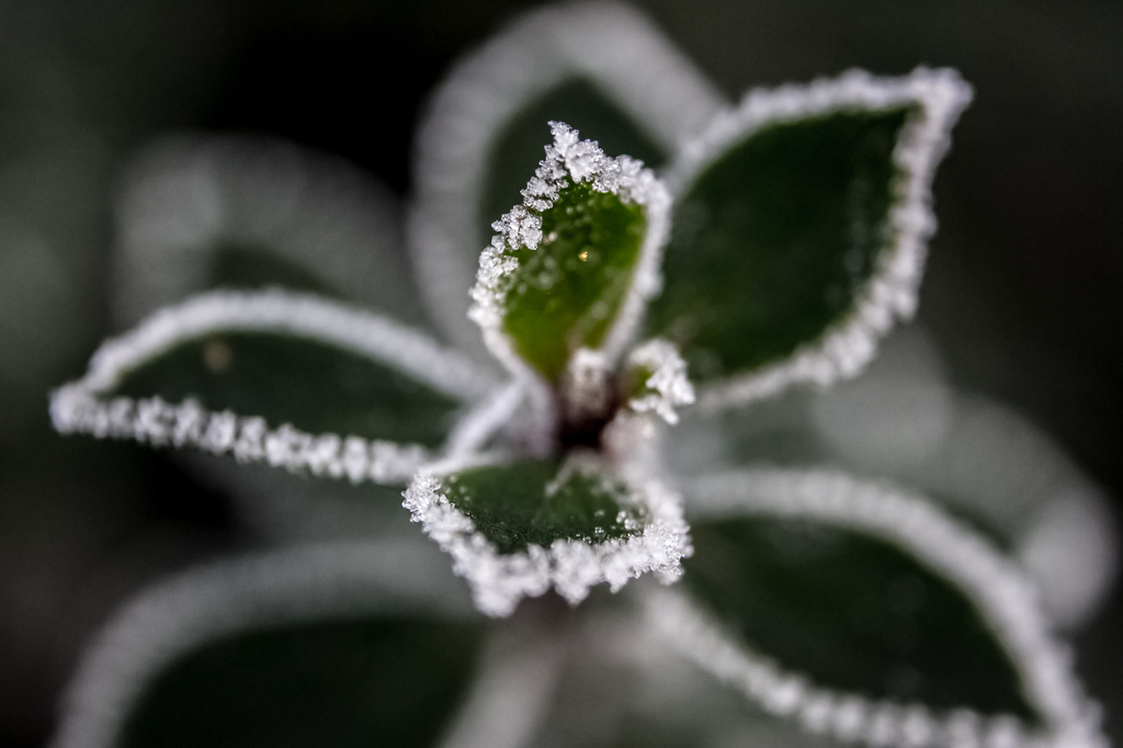 frost by peadar