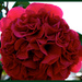 Camellia by eudora